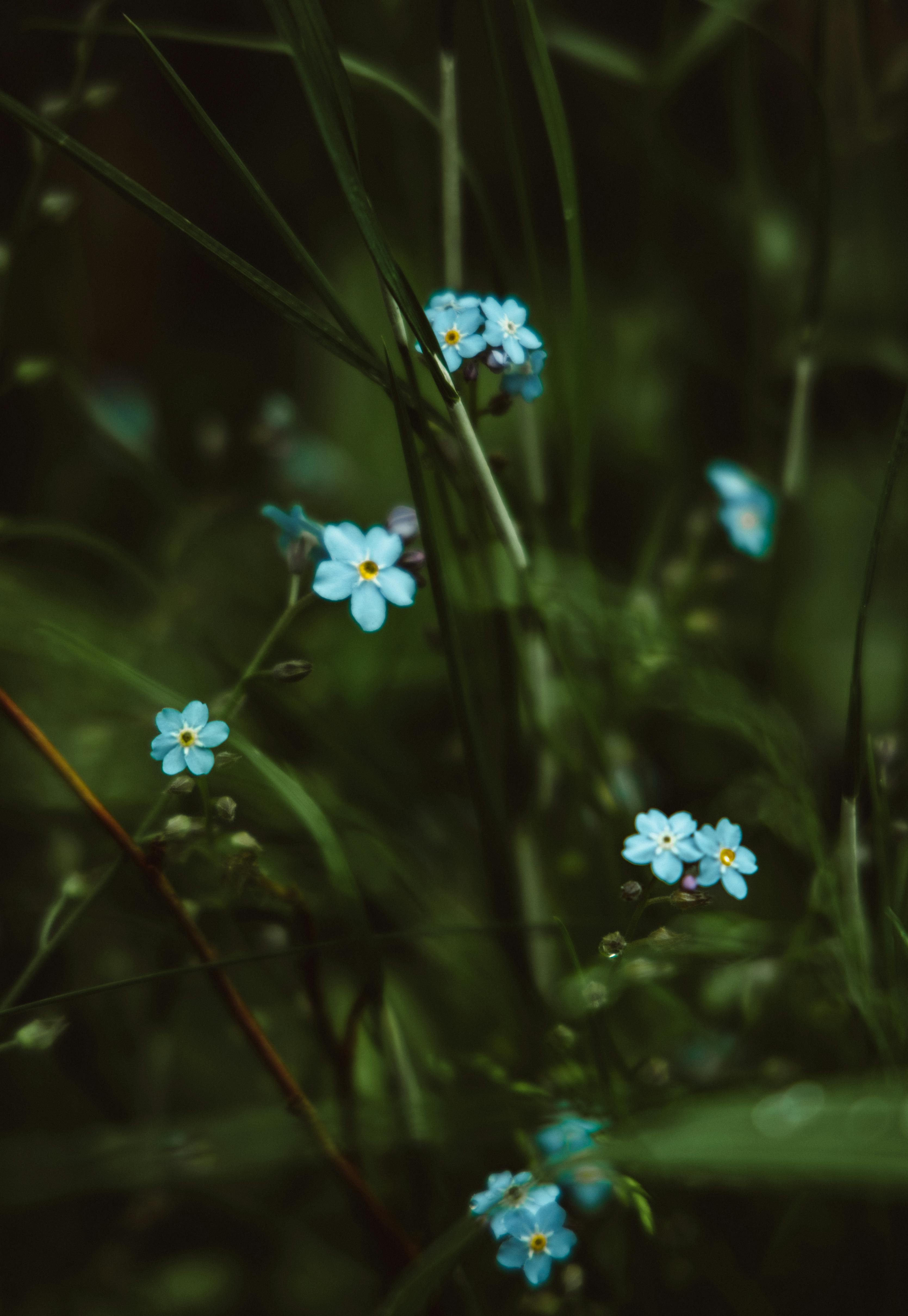 10 ForgetMeNot HD Wallpapers and Backgrounds